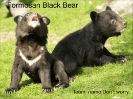 Formosan Black Bear  Team name:Don’t worry Taiwan black bear's Features: Features : They are also known as "white-throated bears" because of the V-shaped splotch of white.