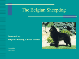 belgian_sheepdog