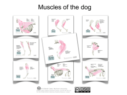 Dog muscle animations - Online Veterinary Anatomy Museum