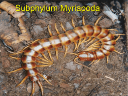 Myriapoda