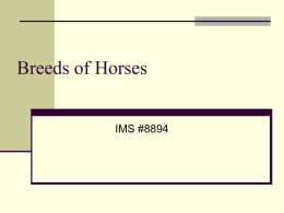 Breeds of Horses