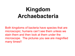 Bacteria Powerpoint