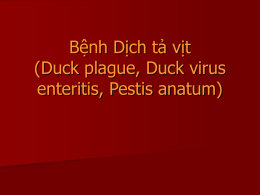 Bệnh Dịch tả vịt (Duck plague, Duck virus enteritis