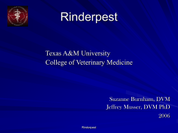 Rinderpest PowerPoint - College of Veterinary Medicine