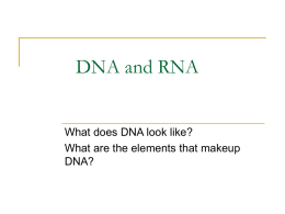 Chapter 12 : DNA and RNA