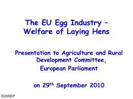 EU Egg Industry Background (2009p)