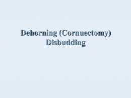 Dehorning (Cornuectomy) - Dr. Brahmbhatt`s Class Handouts