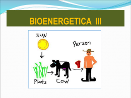 bioenergetica 3 – 2013-i