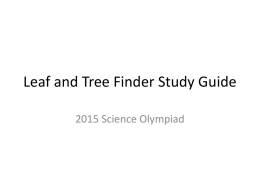 Leaf and Tree Finder Practice
