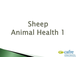 Sheep Animal Health Week 1 9.45MB