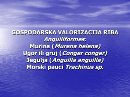 GOSPODARSKA VALORIZACIJA RIBA Anguiliformes: Murina