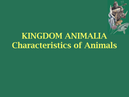 Animal Introduction Powerpoint