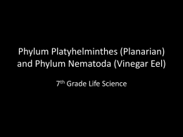 Phylum Platyhelminthes (Planarian) and Phylum Nematoda