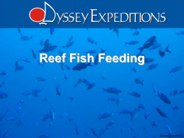 Reef Fish Feeding - Odyssey Expeditions