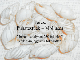 Törzs: Puhatestűek – Mollusca