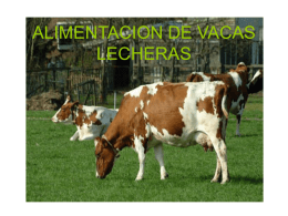 ALIMENTACION DE VACAS LECHERAS