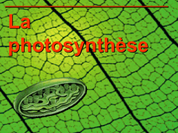 1. Photosynthèse et respiration