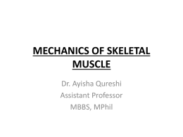 SKELETAL MUSCLE MECHANICS