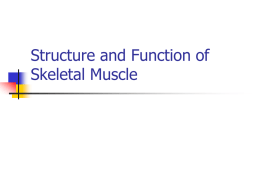 Structureskeletalmuscle