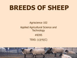 Sheep Breeds of Medium