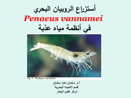أستزراع الروبيان البحري Litopenaeus vannamei في أنظمة مياه عذبة
