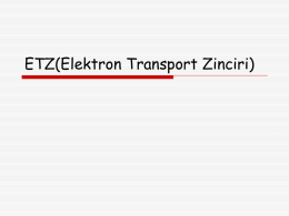 ETZ(Elektron Transport Zinciri)