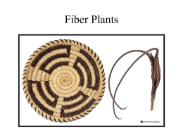 Fiber Plants