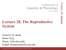 Male Reproductive System - Websupport1