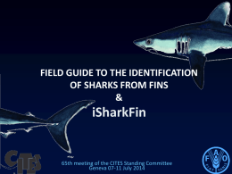 Field guide to the identification of sharks from fins & iSharkFin
