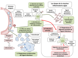 6. Phagocytose et digestion partielle de l`agent infectieux