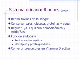 Sistema urinario: Riñones (e)