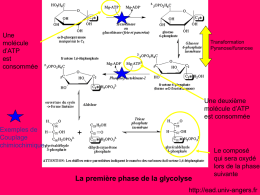 La deuxième phase de la glycolyse