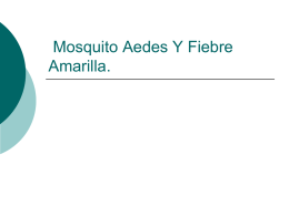 Mosquito_Aedes