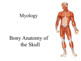 02 &ndash; Bony Anatomy of the Skull