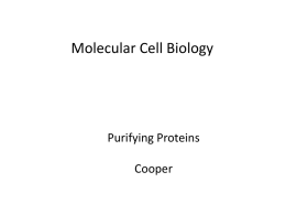 Protein Purification - Bio 5068