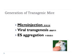 11转基因鼠的产生