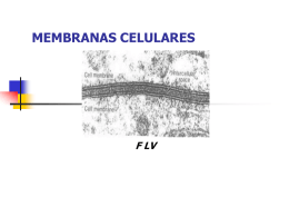 Membrana Celular FLV