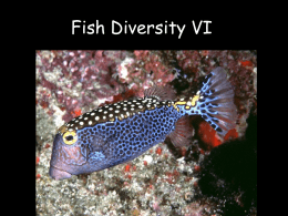 Diversity of fishes V
