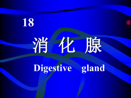 12.Digestive gland