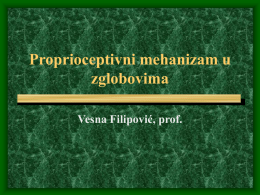 Proprioceptivni mehanizam u zglobovima Vesna Filipović, prof