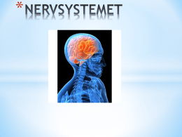Nervsystemet & sinnena