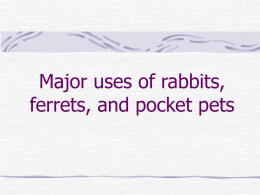 Major Uses of Pocket Pets