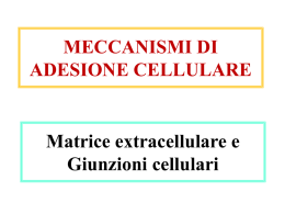 meccanismi_adesione_cellulare_breve