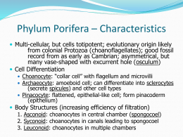 Phylum Porifera &ndash; Diversity and Structure