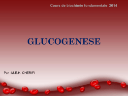 glucogenèse - medi