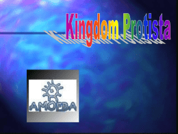Kingdom Protista Power Point Presentation
