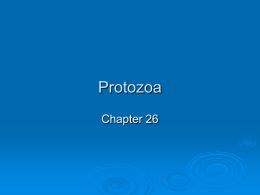 26 Protozoa