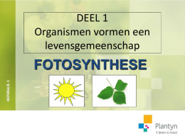 Fotosynthese