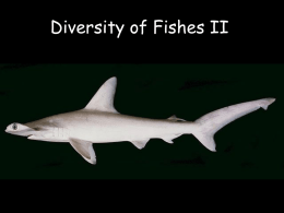 Diversity of Fishes II