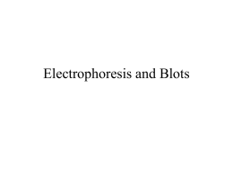Electrophoresis and Blots